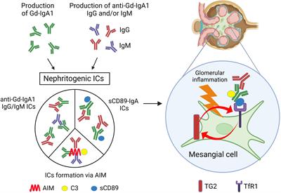 Current understanding of <mark class="highlighted">IgA antibodies</mark> in the pathogenesis of IgA nephropathy